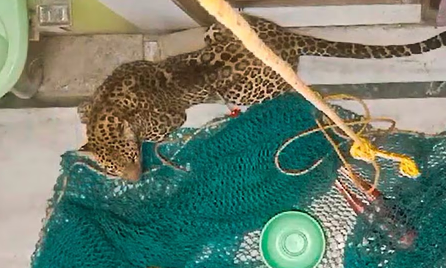 Leopard Enters House in Delhi's Roop Nagar, Injures Five; Officials Lock It in Room