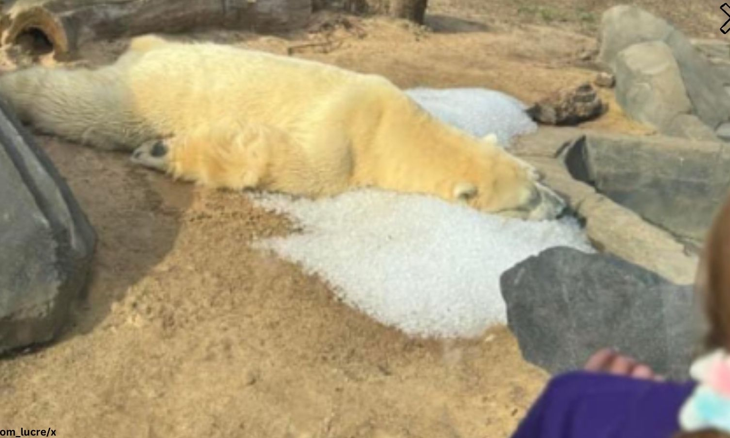 Concerns Raised as Photo of Polar Bear at US Zoo Sparks Questions